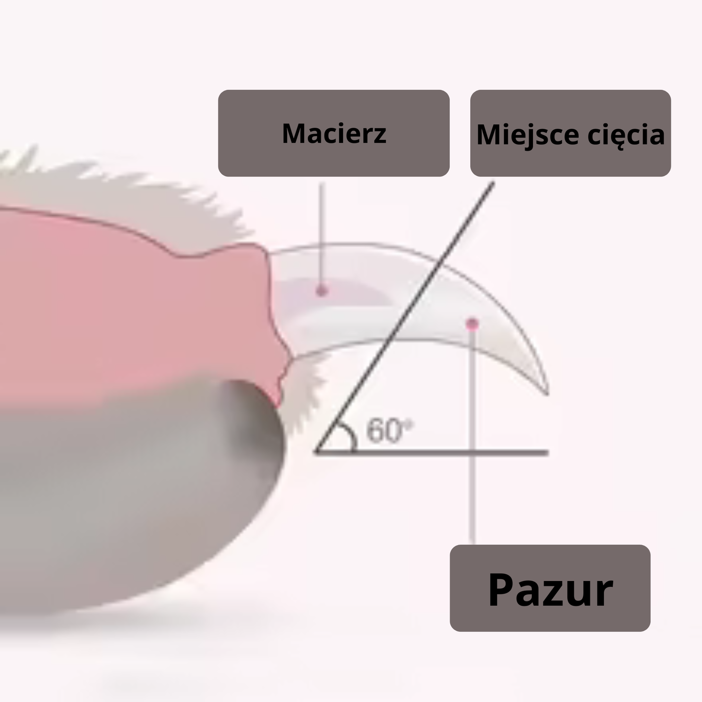 Profesjonalny obcinacz do pazurów dla psa i kota z podświetleniem LED