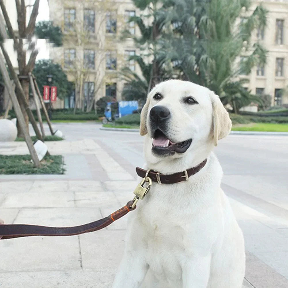 Brązowa skórzana obroża dla psa – klasyczny, elegancki styl