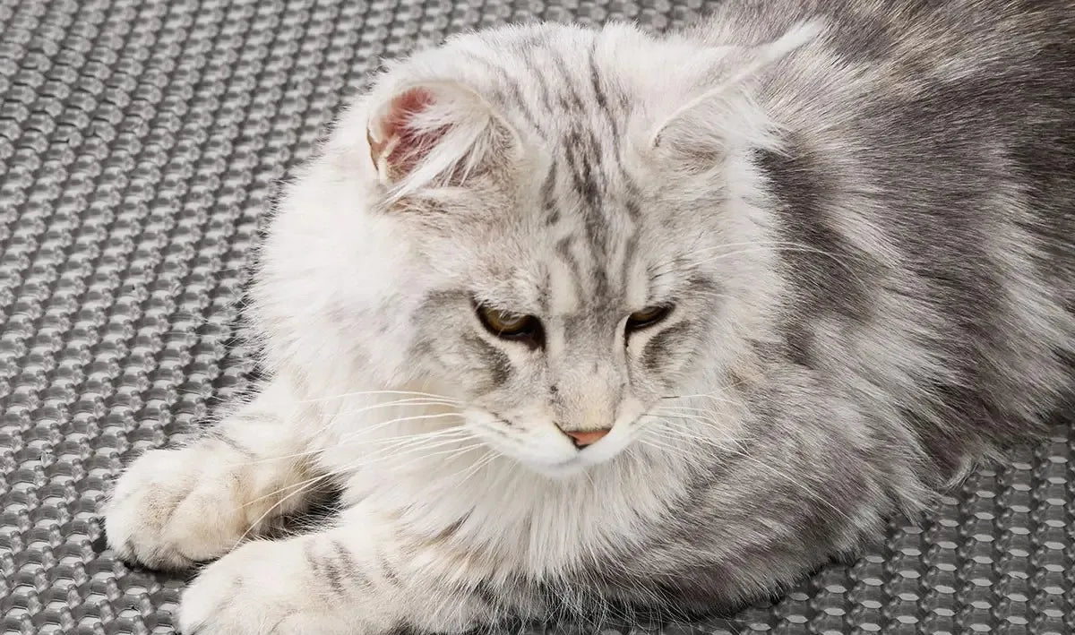 Dwuwarstwowa Mata na Żwirek dla Kota z Wodoodporną Powłoką